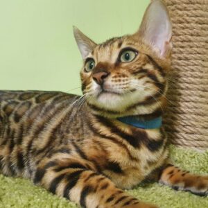 Bengal kitten